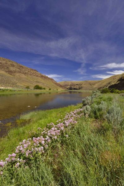 USA, Oregon Milkweed along the John Day River